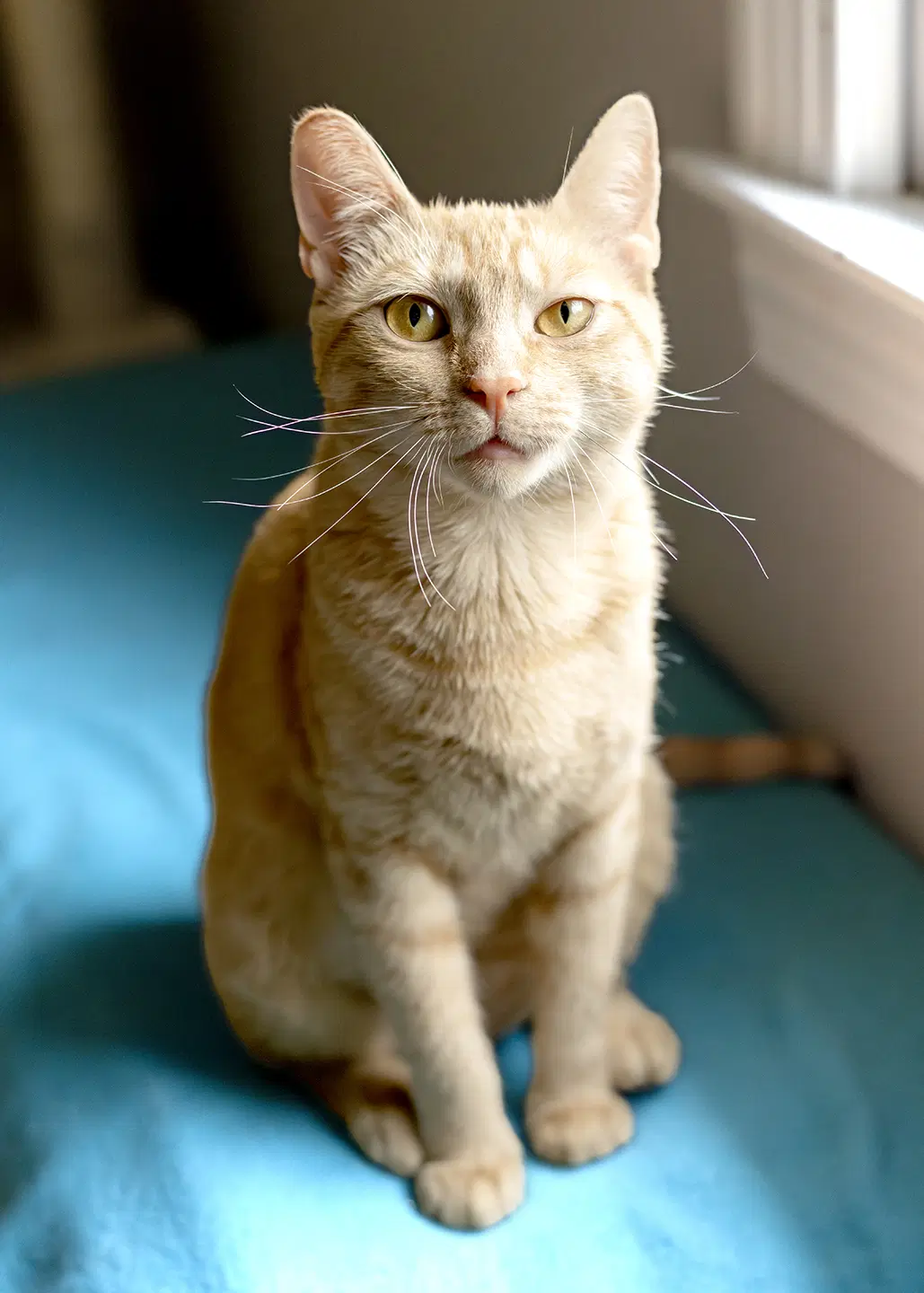 Nilla image 2