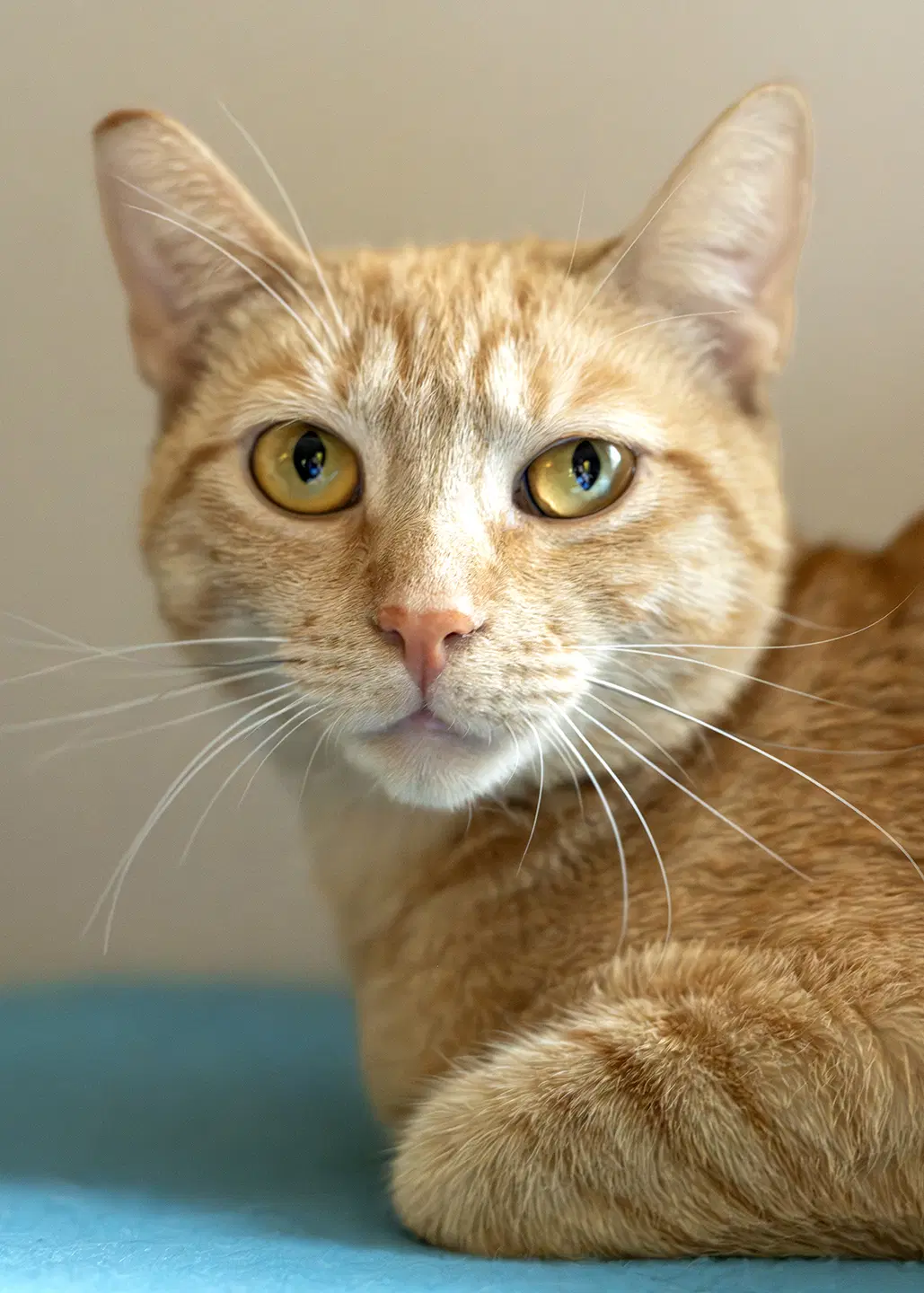 Nilla image 3