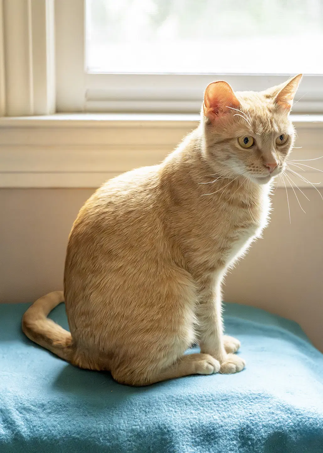 Nilla image 4