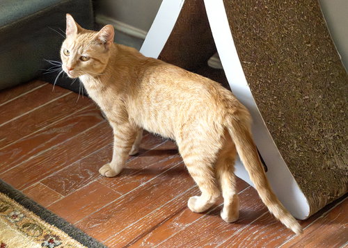 Photo 5 of Nilla
