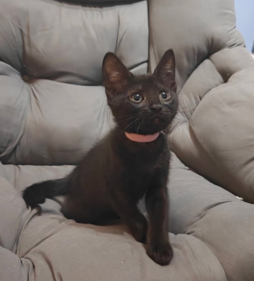 Elia, a cat for adoption from CatRangers