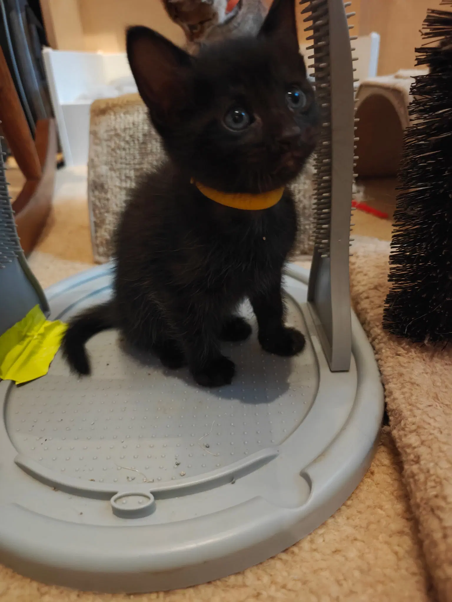 Embry - Domestic Short Hair