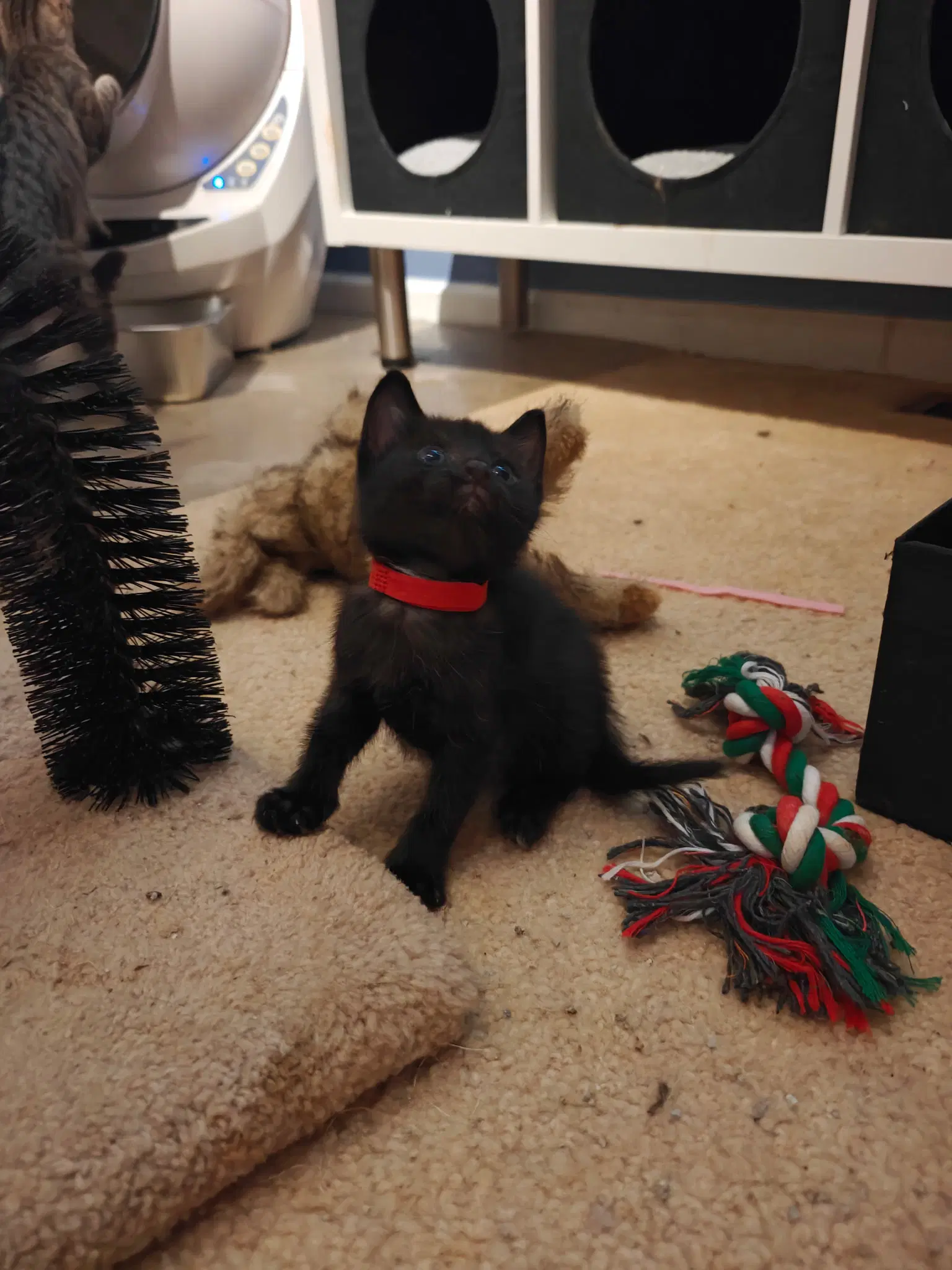 Ever - Domestic Short Hair