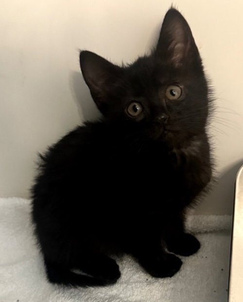 Bebe