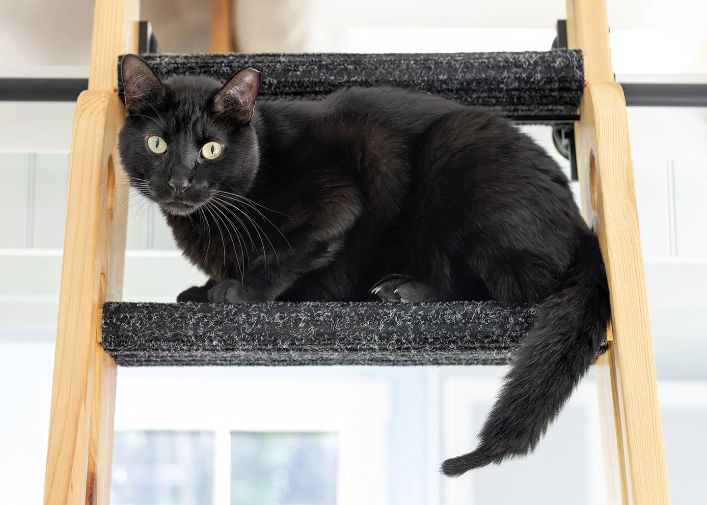 Vincent - Domestic Short Hair