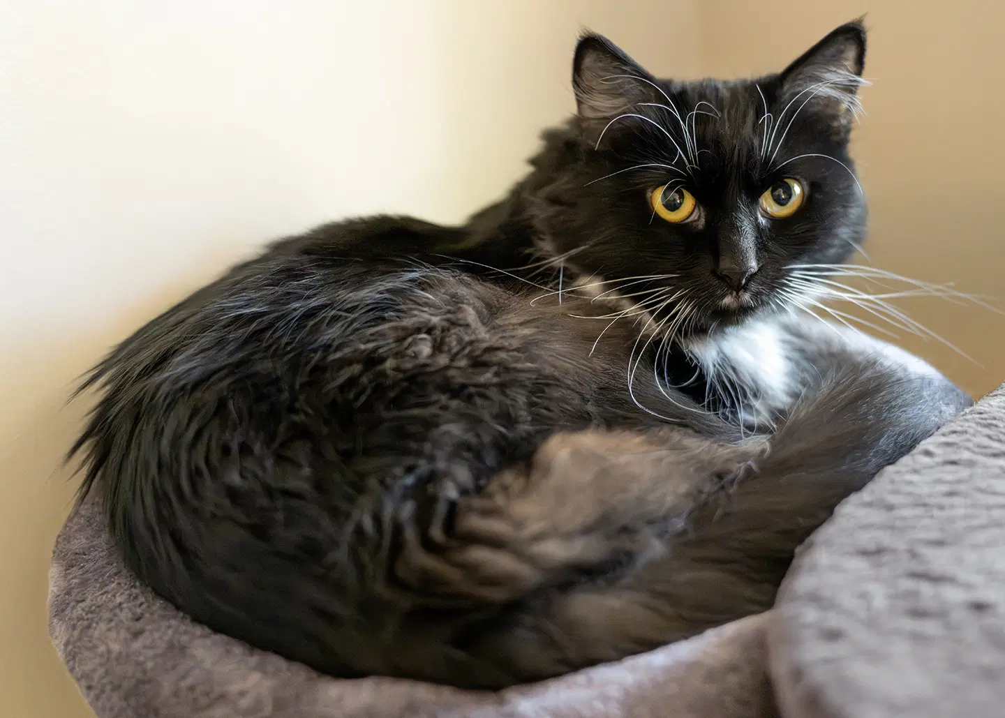 Elenor - Domestic Short Hair