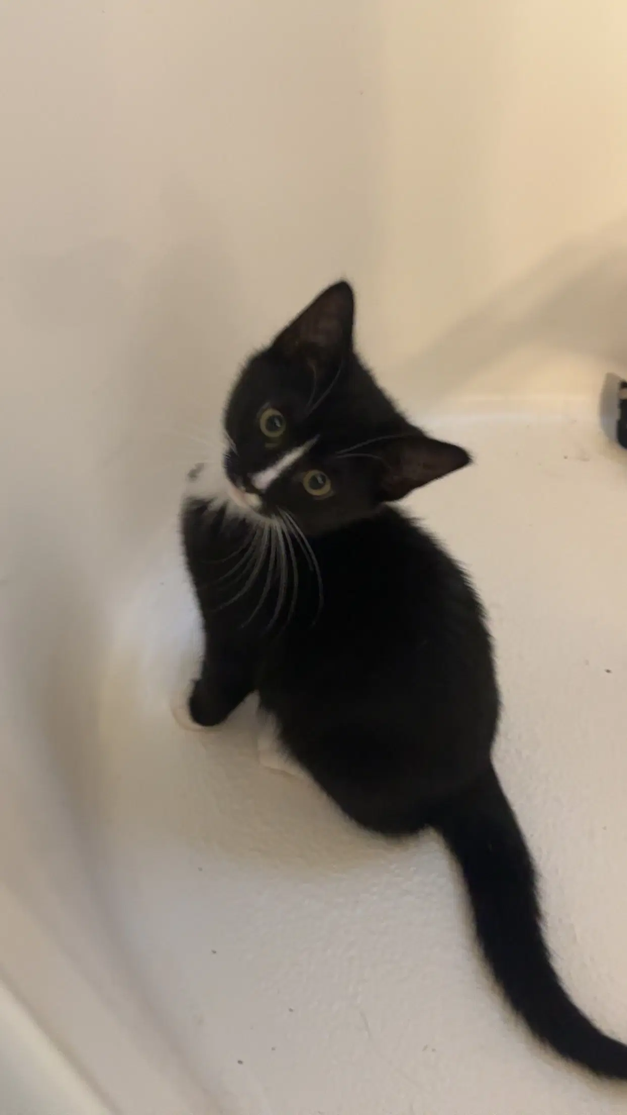 Winny - Domestic Short Hair