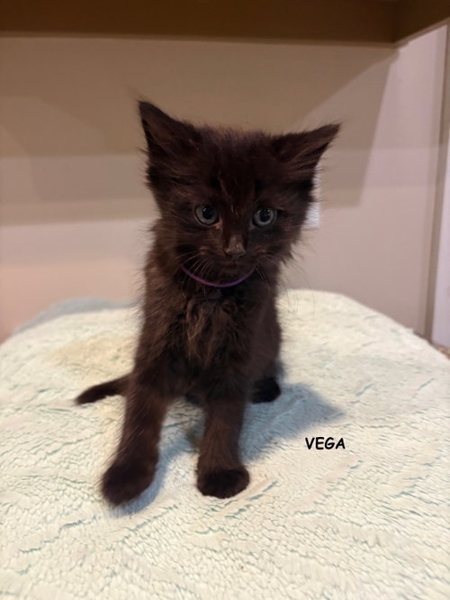 Vega