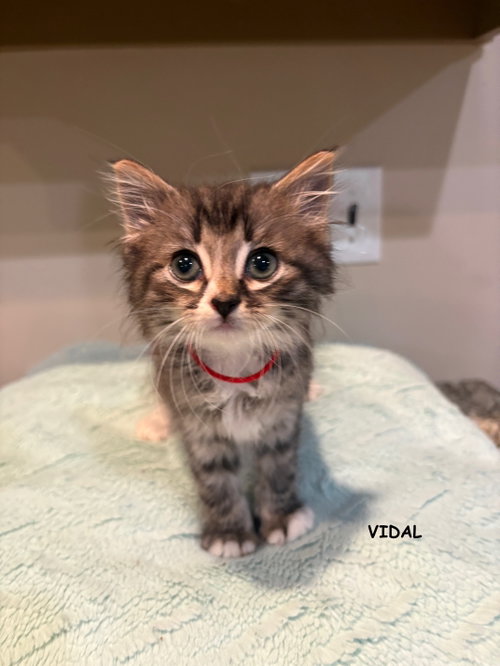 Vidal