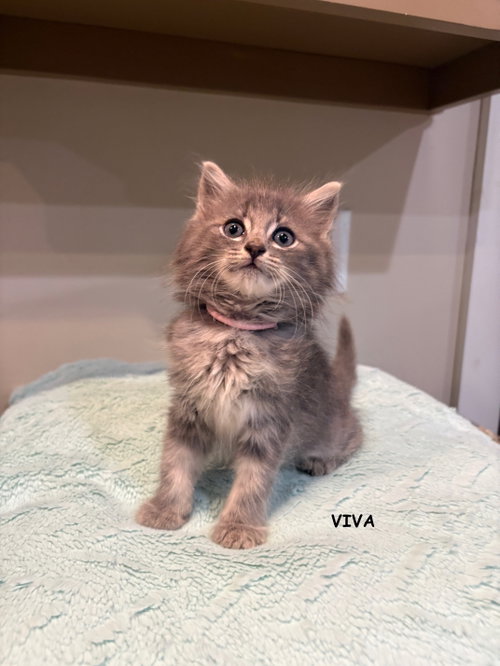 Viva