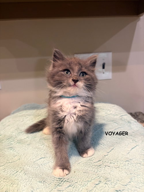 Voyager