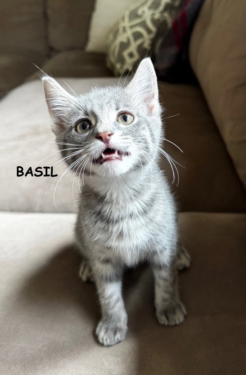 Basil