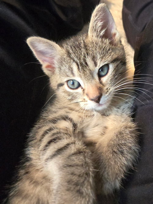 Maui, Baby Tabby / Domestic Short Hair / Mixed (short coat), cat for adoption in Roswell, Georgia