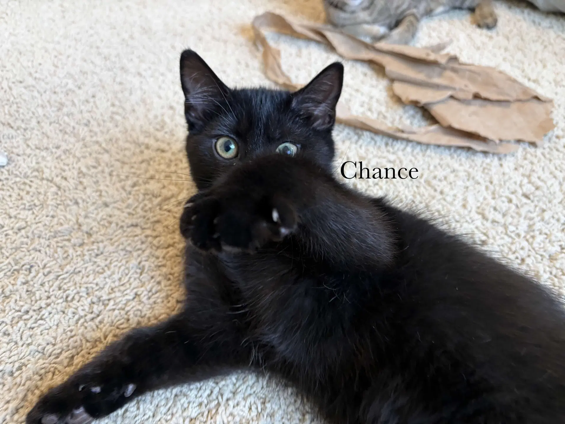 Chance image 3