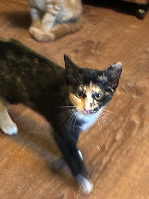 Nell