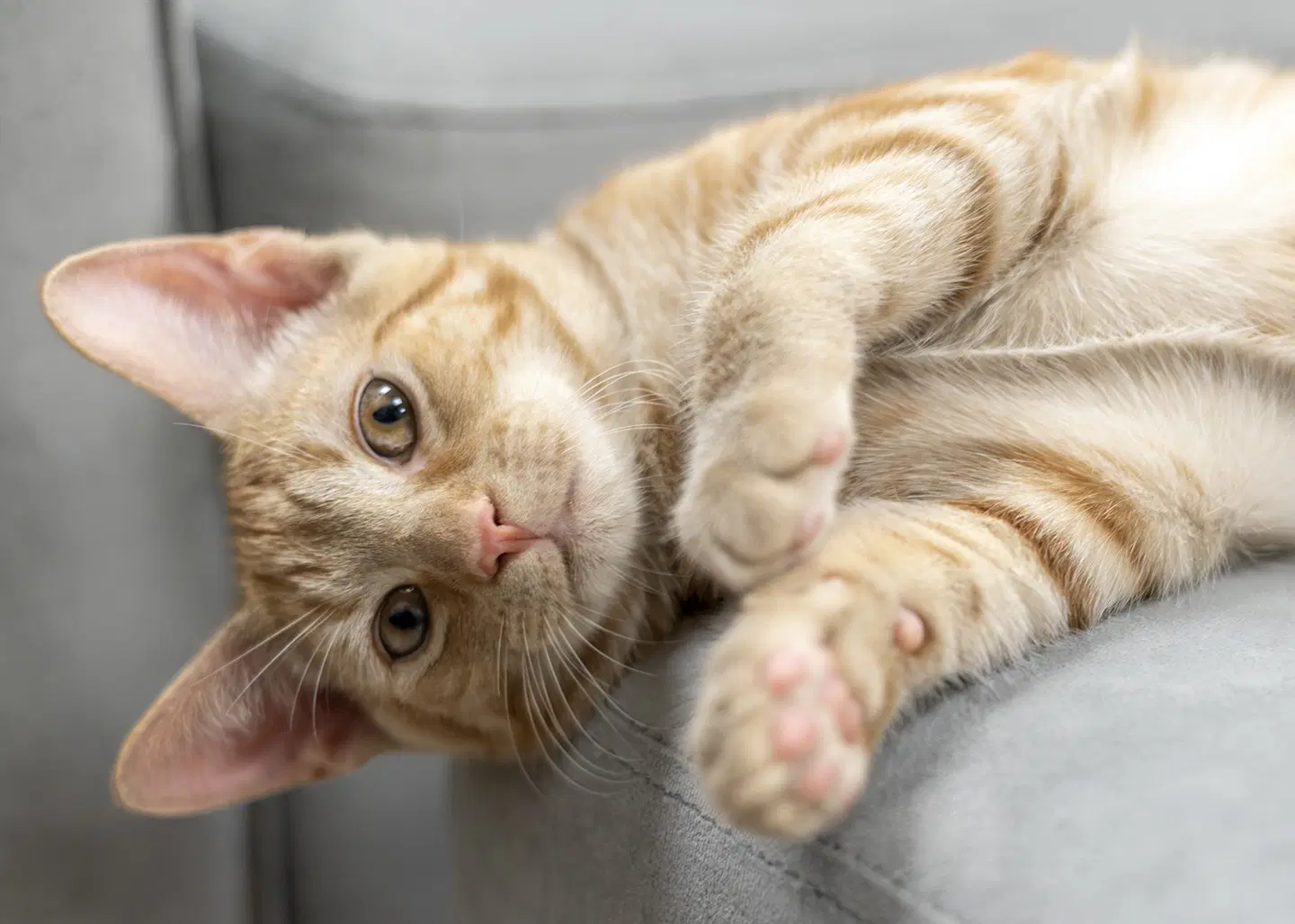 Jelly - Domestic Short Hair