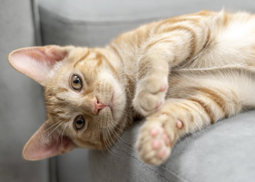 Jelly, a cat for adoption from CatRangers