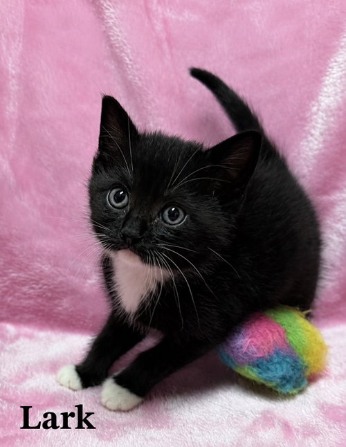 Lark, Baby Tuxedo / Domestic Short Hair / Mixed (short coat), cat for adoption in Buford, Georgia