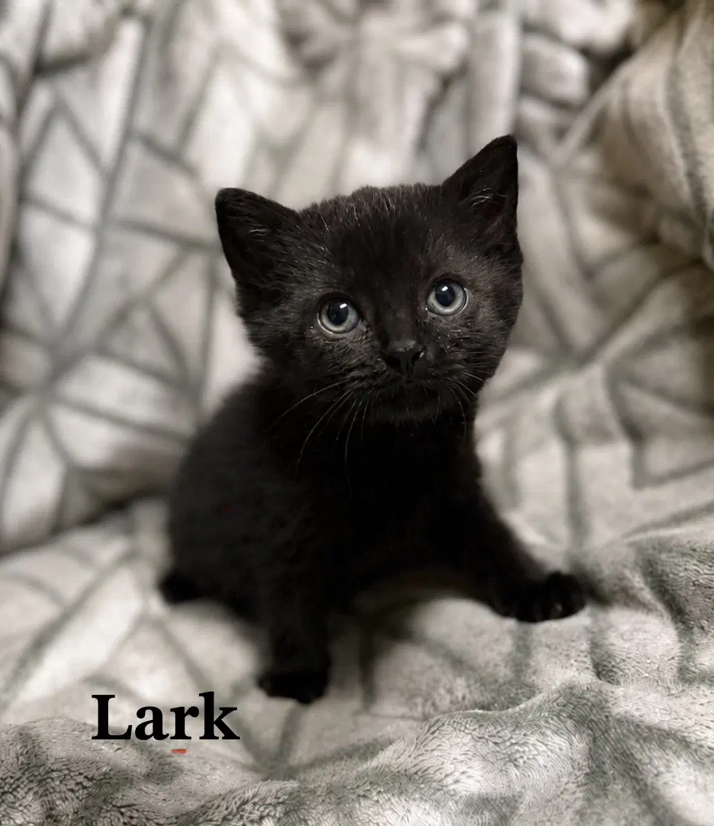 Lark image 4