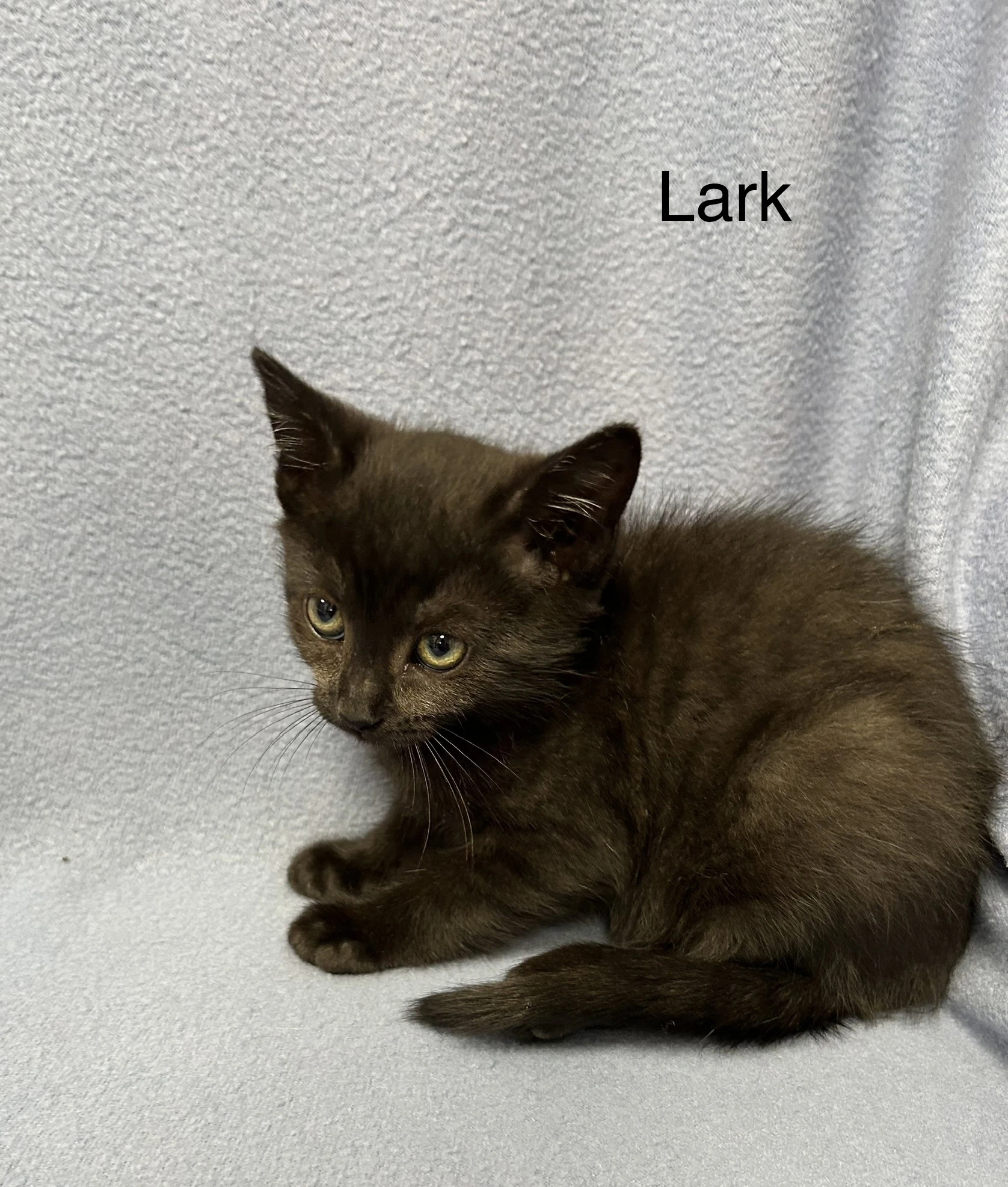 Lark