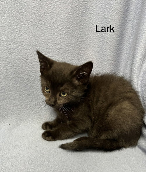 Lark, an adoptable Tuxedo in Buford, GA