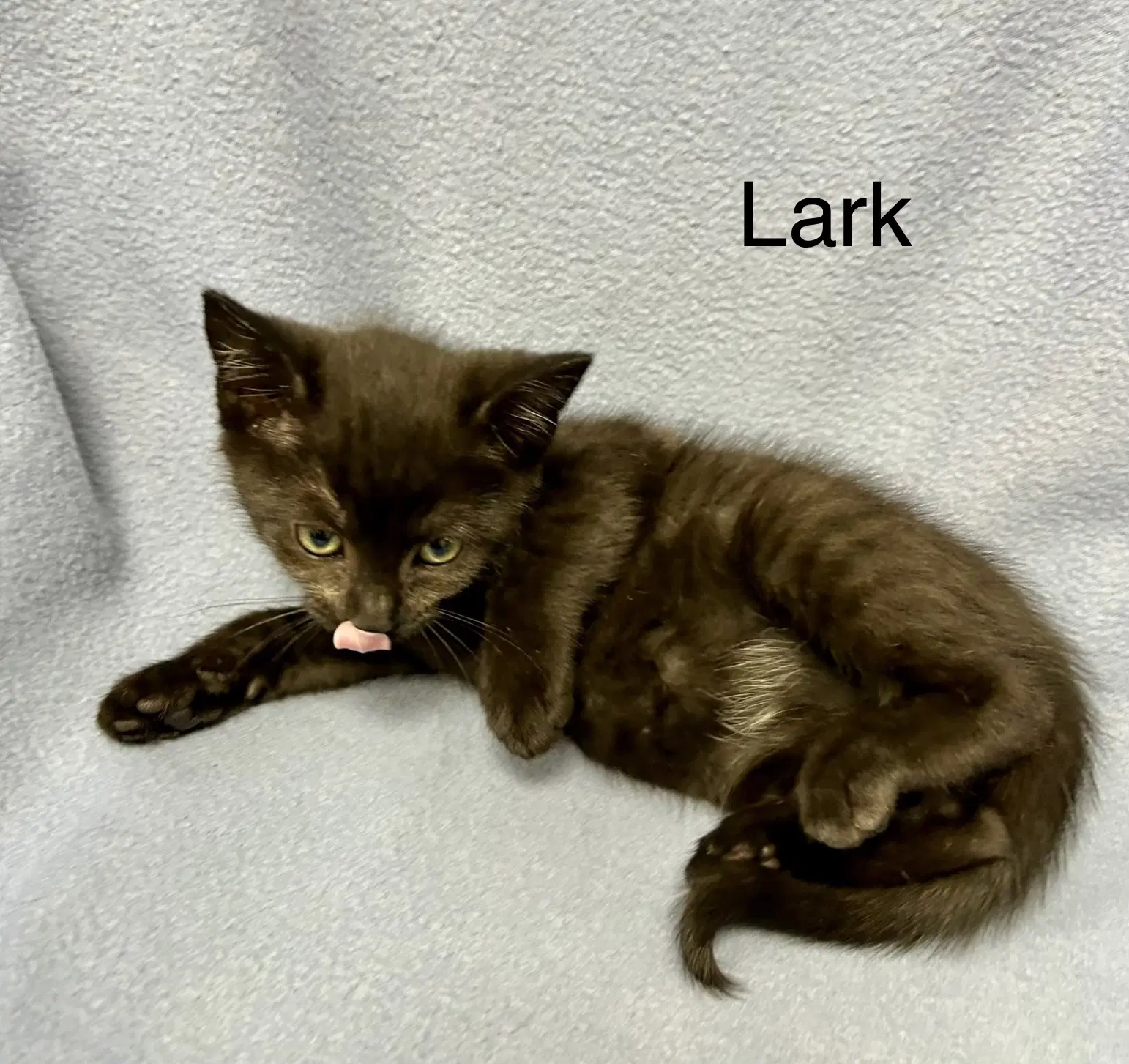 Lark image 2