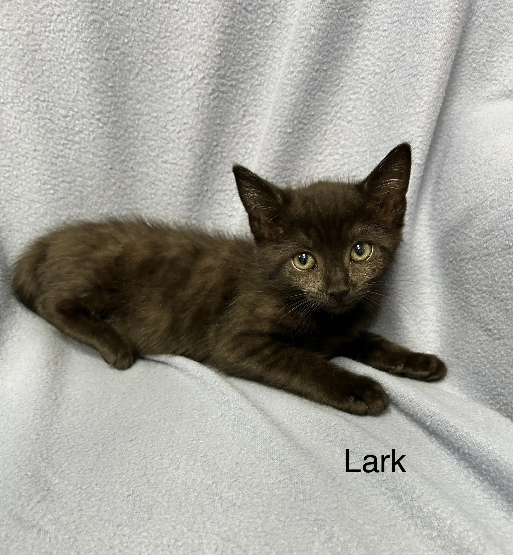 Lark image 3