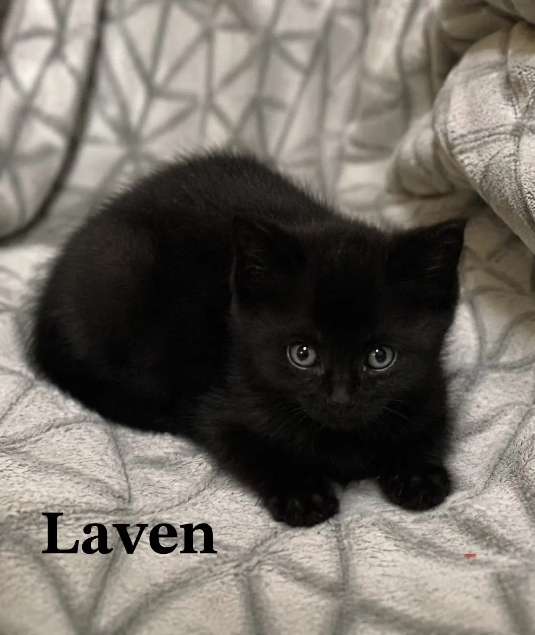 Laven image 4