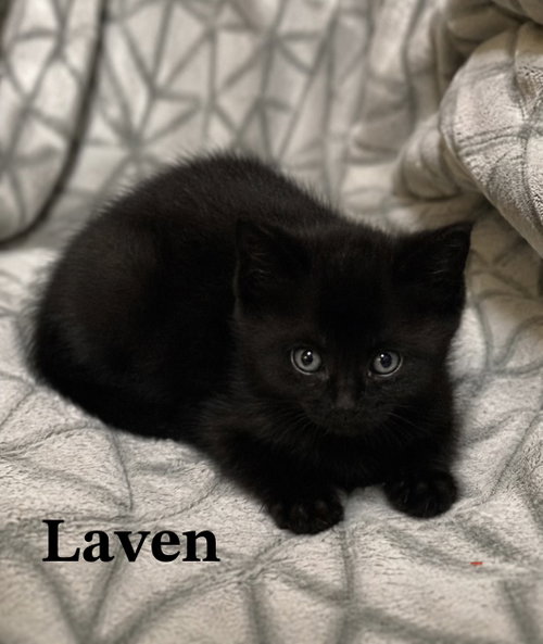 Laven, Baby Domestic Short Hair / Mixed (short coat), cat for adoption in Buford, Georgia