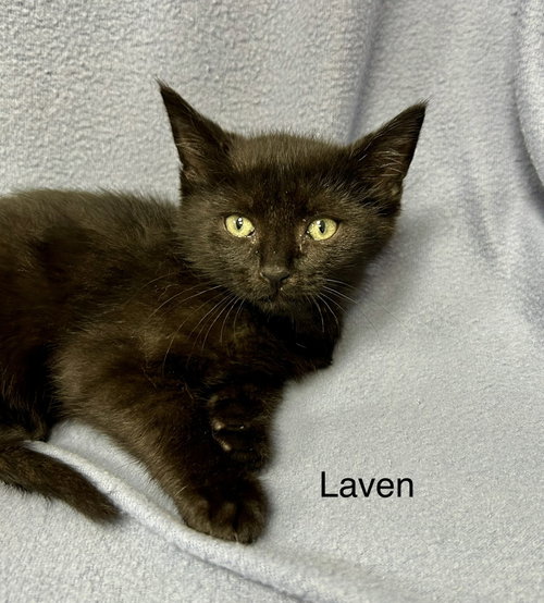 Laven