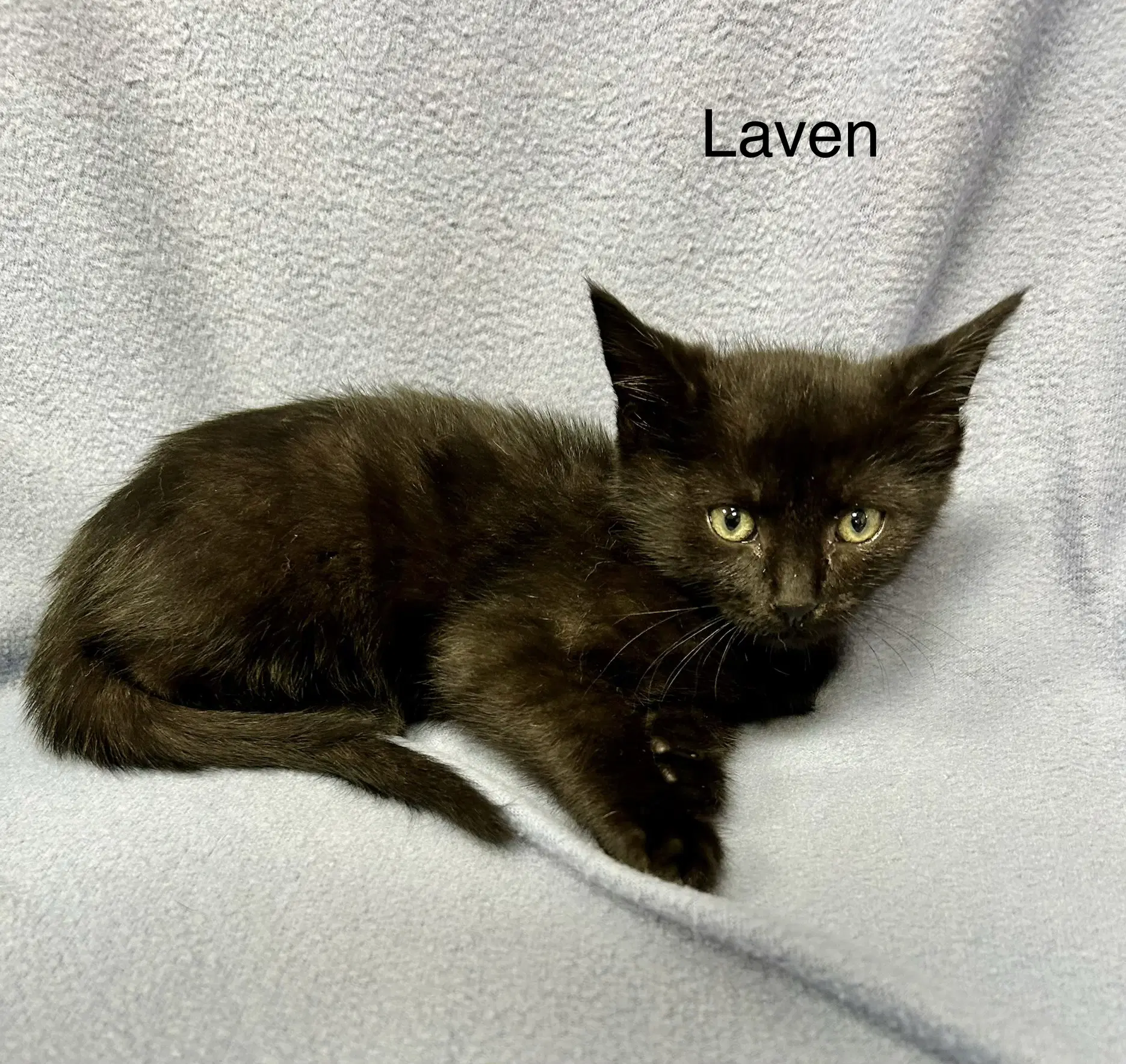 Laven image 2