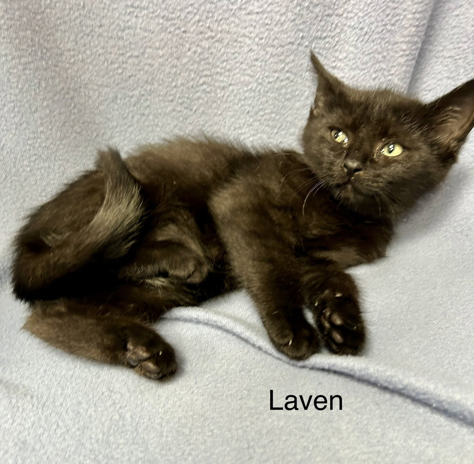 Laven, photo 8