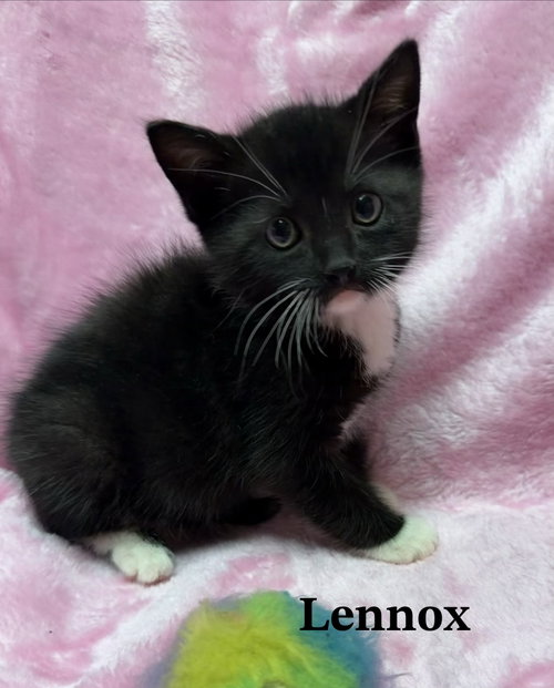 Lennox, Baby Tuxedo / Domestic Short Hair / Mixed (short coat), cat for adoption in Buford, Georgia