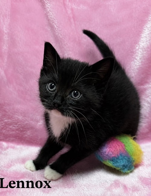 Lennox, an adoptable Tuxedo in Buford, GA
