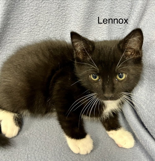 Lennox, an adoptable Tuxedo in Buford, GA