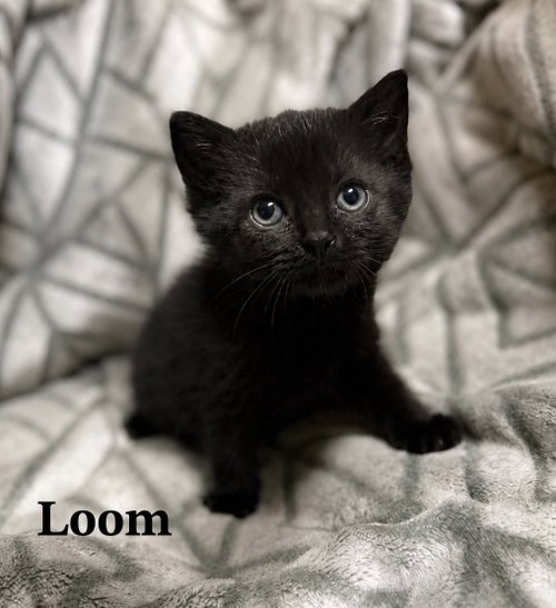Loom, Baby Domestic Short Hair / Mixed (short coat), cat for adoption in Buford, Georgia