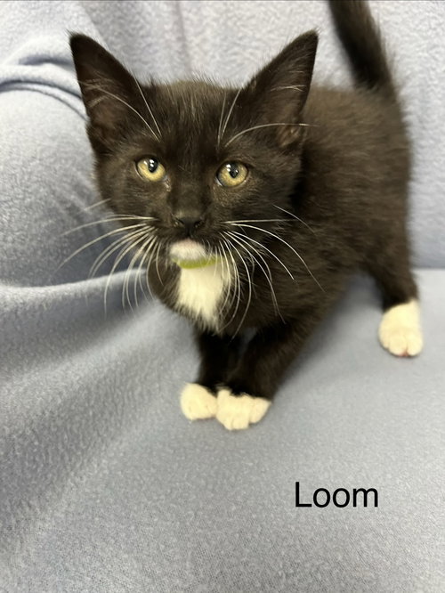 Loom, a cat for adoption from CatRangers