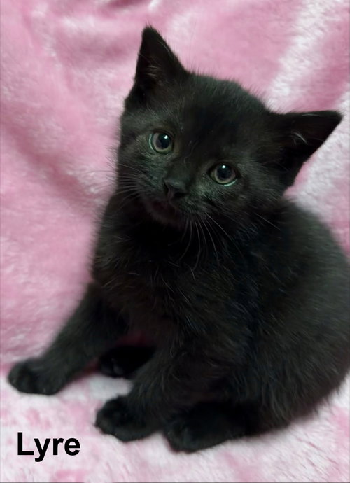 Lyre, Baby Domestic Short Hair / Mixed (short coat), cat for adoption in Buford, Georgia