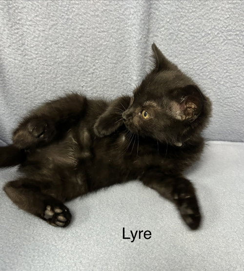 Photo 3 of Lyre