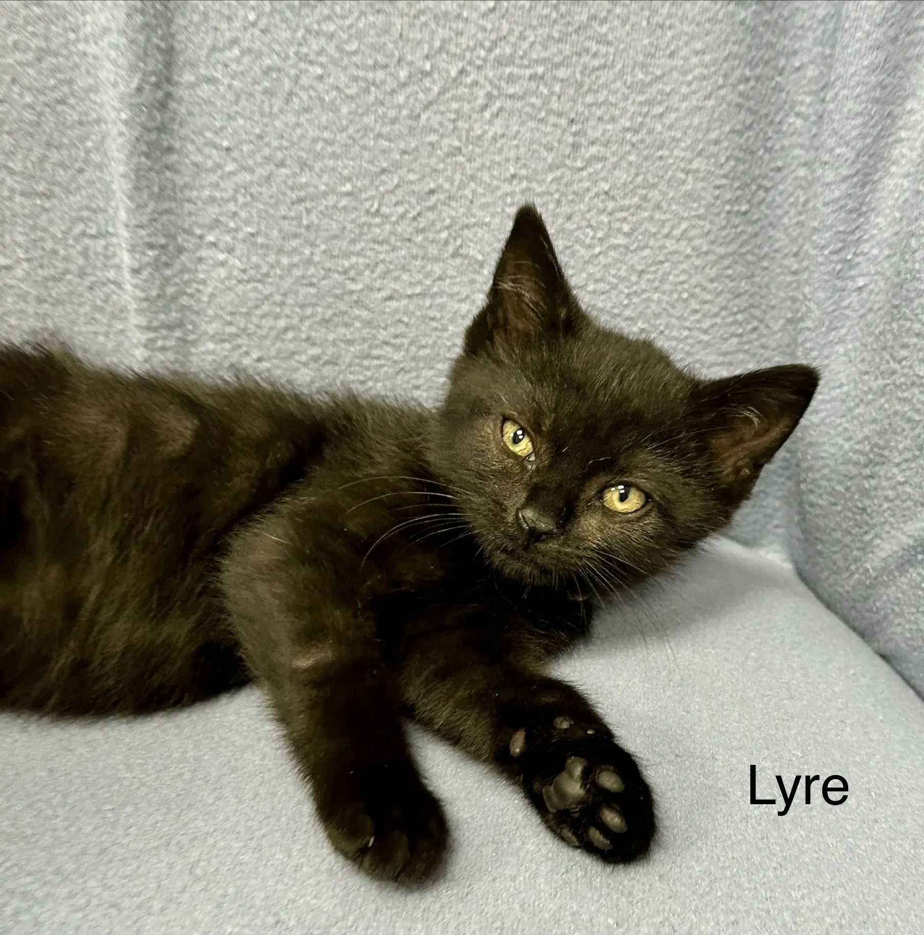 Lyre image 2