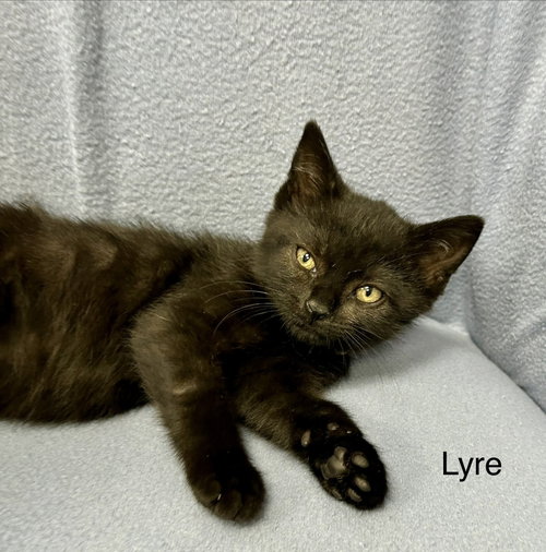 Photo 2 of Lyre
