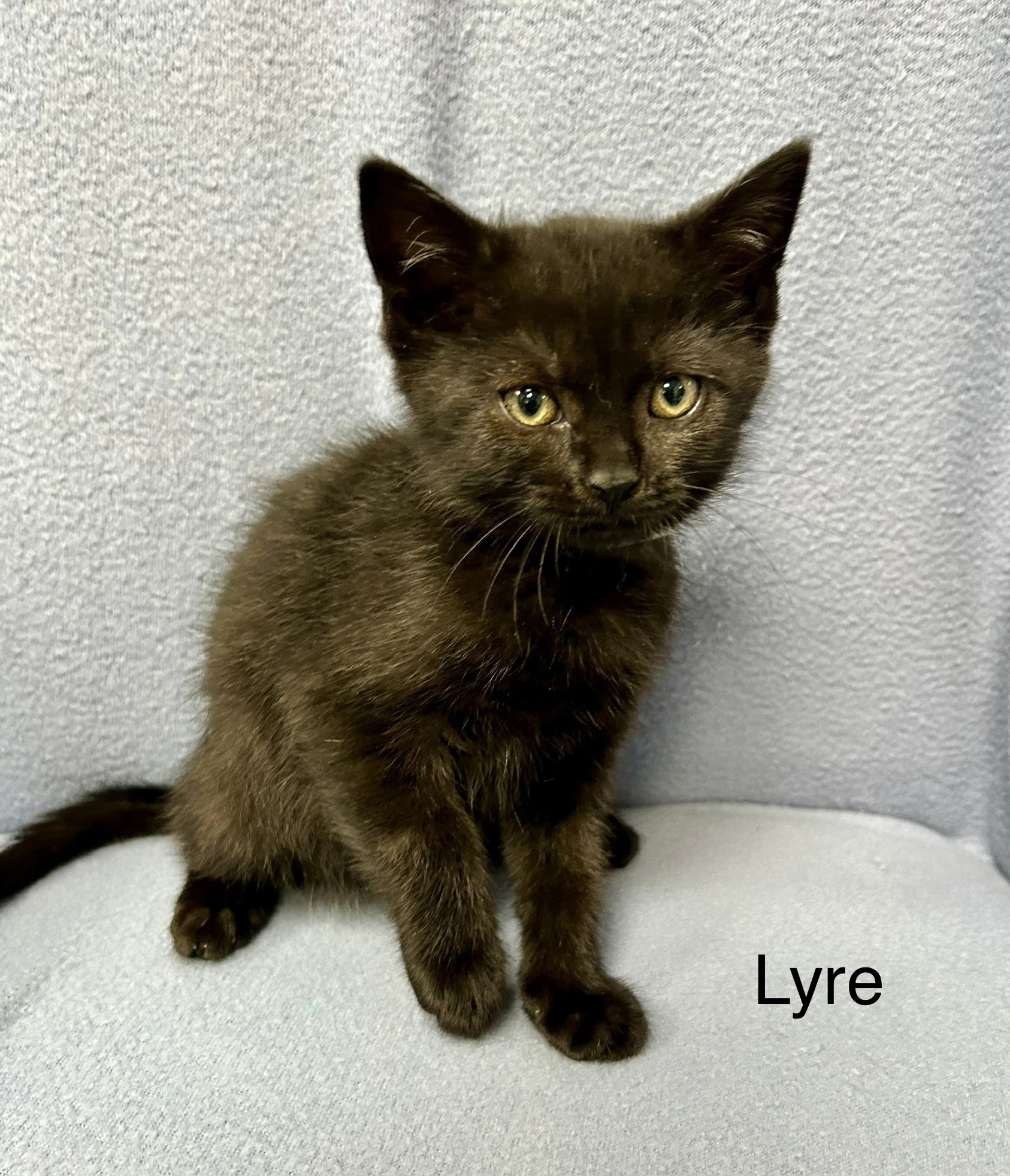 Lyre