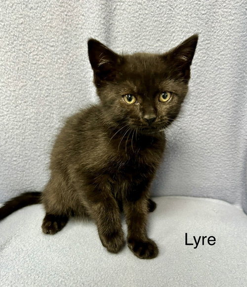 Lyre
