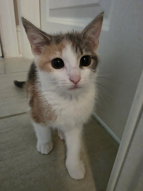 Graycie, Baby Calico / Domestic Short Hair / Mixed (short coat), cat for adoption in Sandy Springs, Georgia