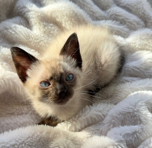 Azura, an adoptable Siamese in Buford, GA