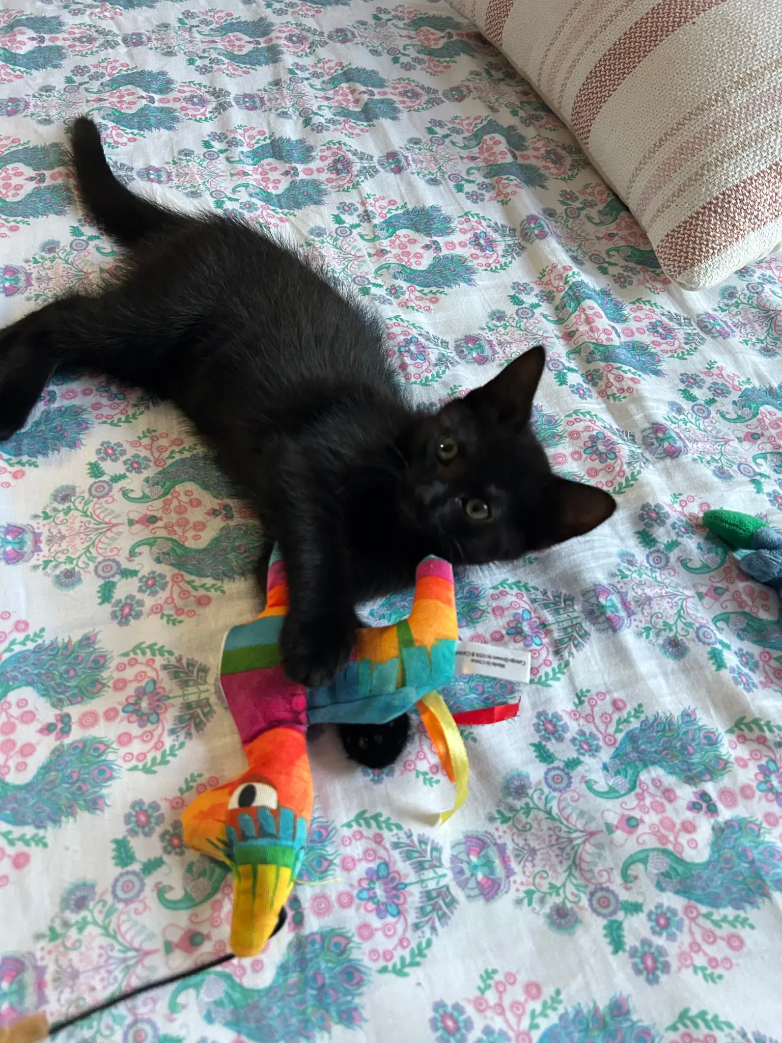 Panther - Domestic Short Hair