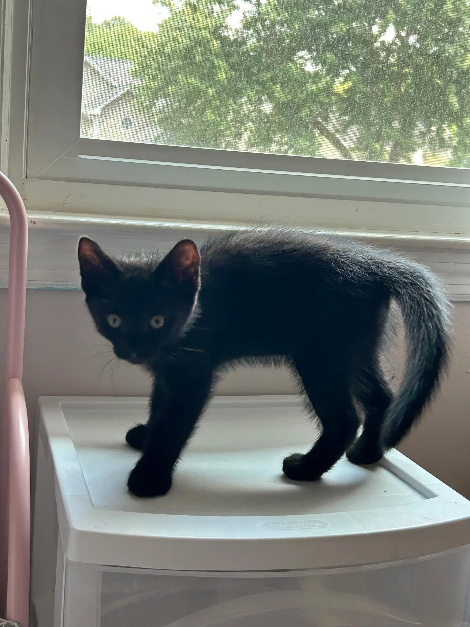 Pitch - Domestic Short Hair