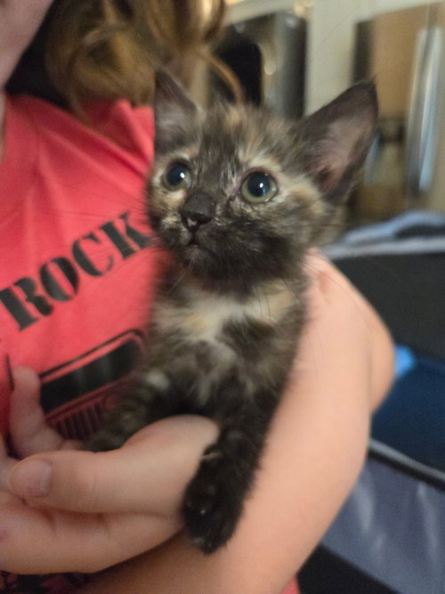 Reesie, an adoptable Tortoiseshell in Buford, GA