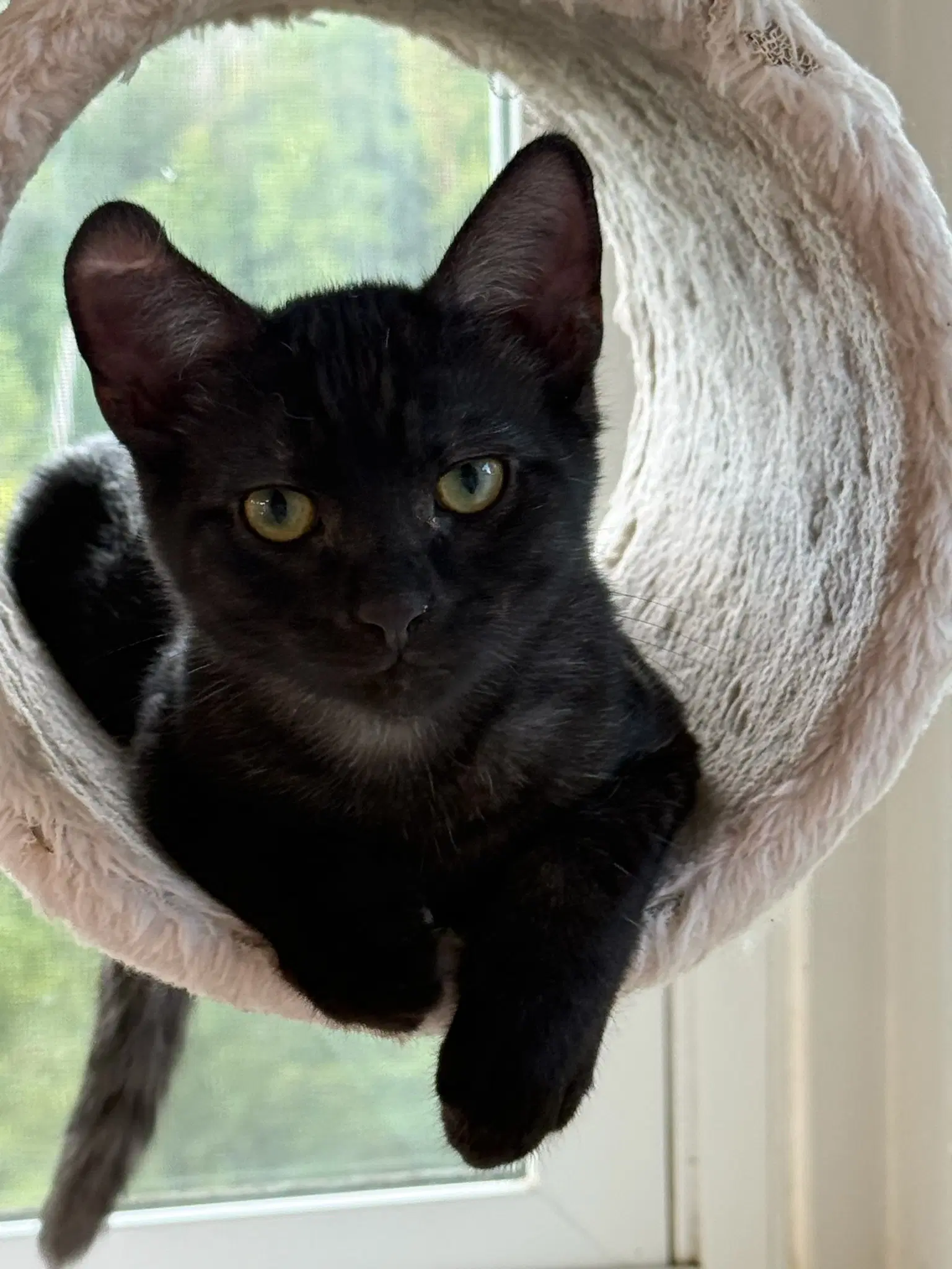 Rumple - Domestic Short Hair