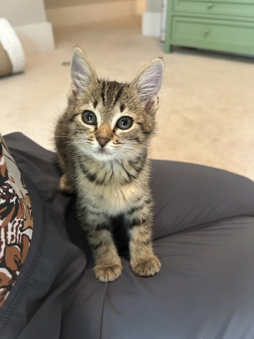 Padre, an adoptable Tabby in Buford, GA